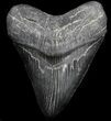 Serrated, Black Megalodon Tooth - South Carolina #34264-1